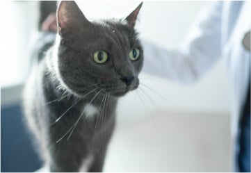 A black cat at the veterinary consultation.