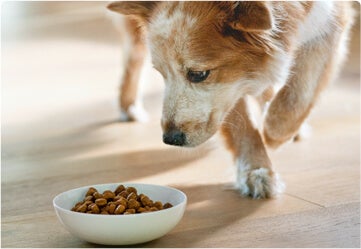 Dog by bowl