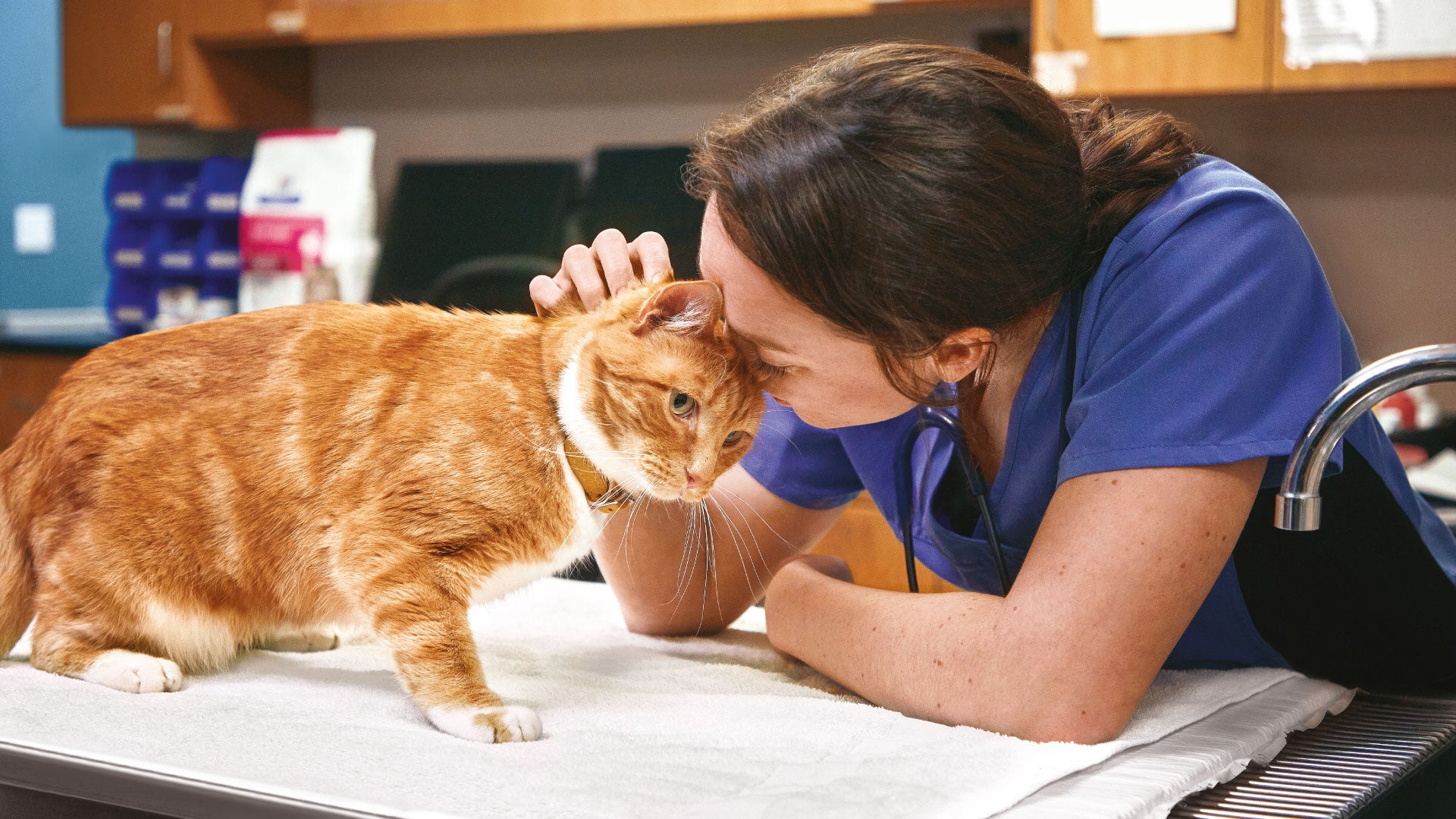 Ragazza veterinaria che guarda il gatto.